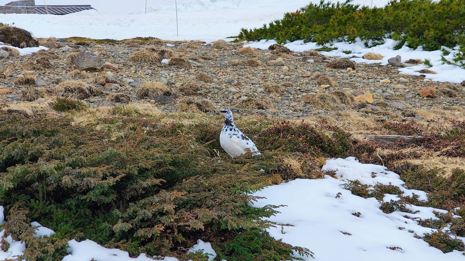 ไรโจ (Rock Ptarmigan) ที่มุโรโด — สัตว์หายากของเทือกเขาแอลป์ญี่ปุ่น