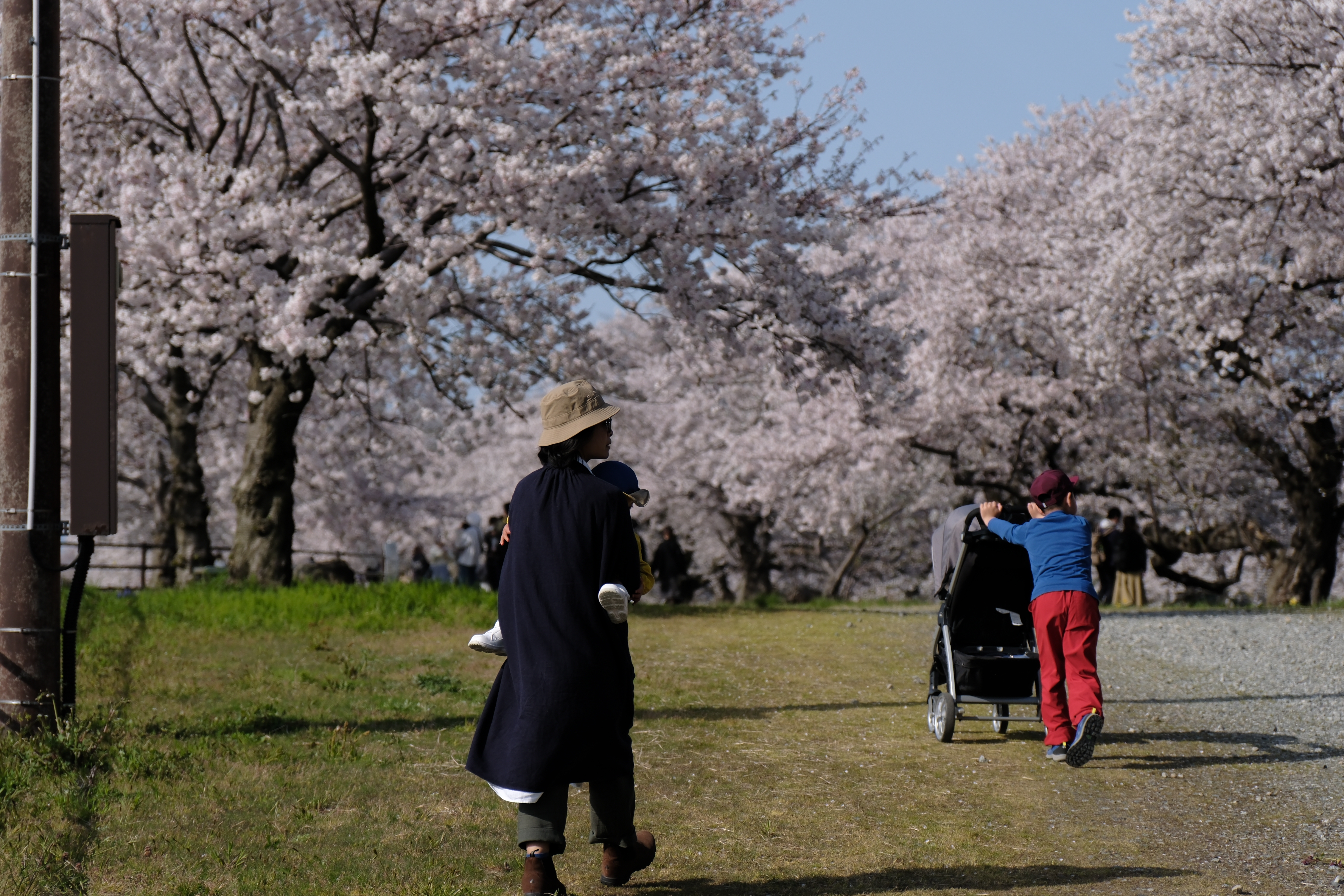 ครอบครัวเดินเล่นใต้อุโมงค์ซากุระ