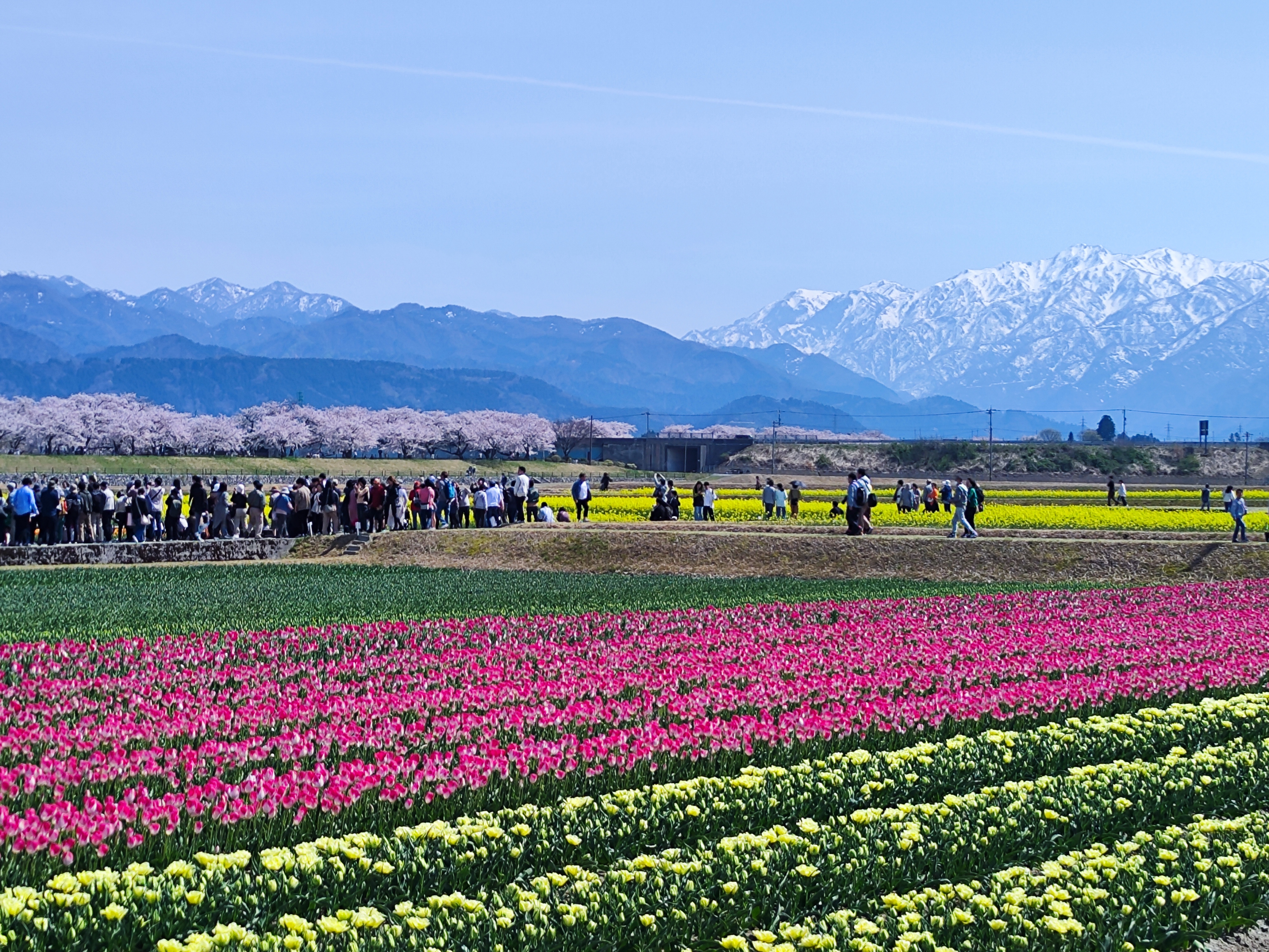 ทิวลิปสีชมพู-เหลือง ดอกคาโนล่า ซากุระ และเทือกเขาแอลป์หิมะ