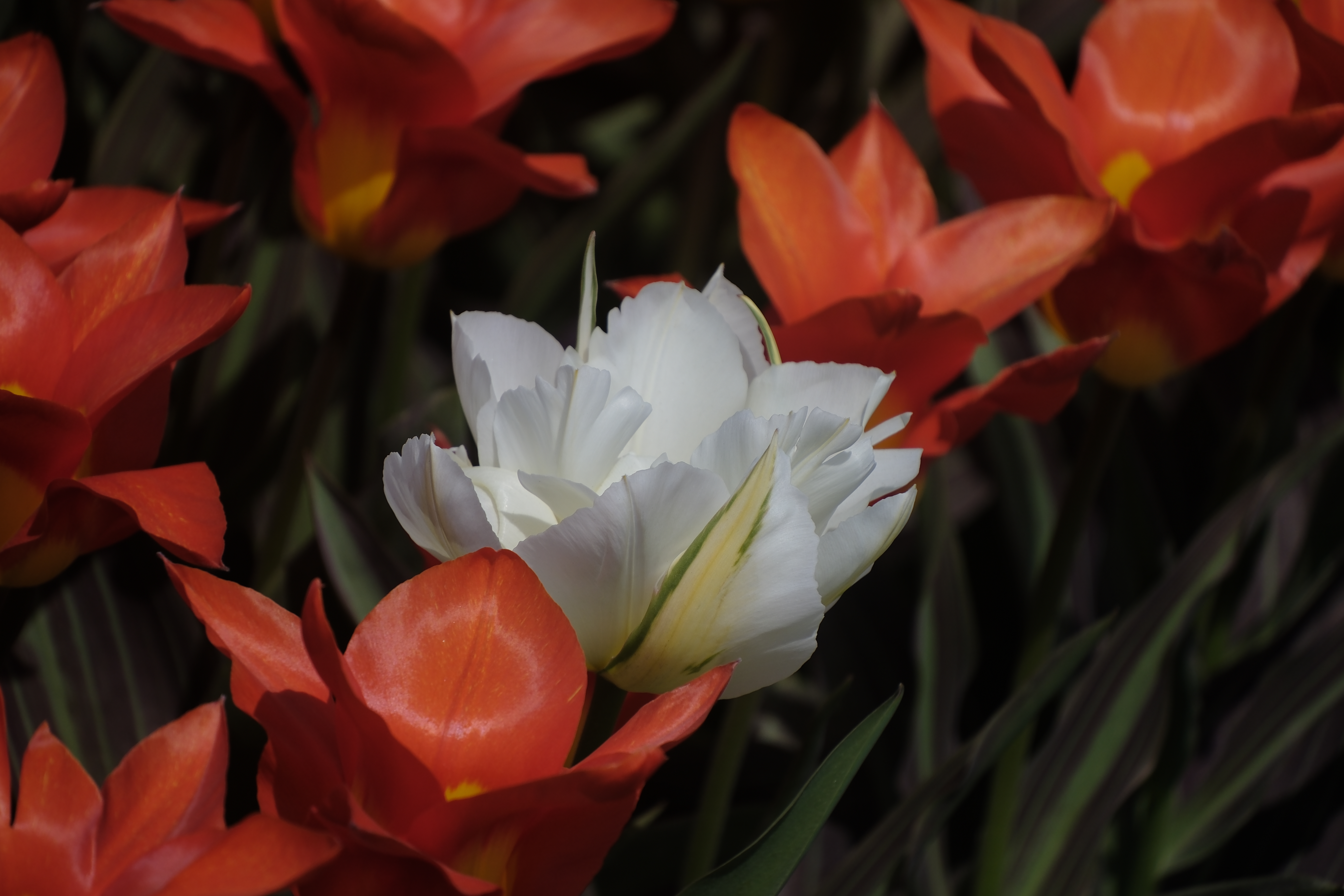 ทิวลิประยะใกล้