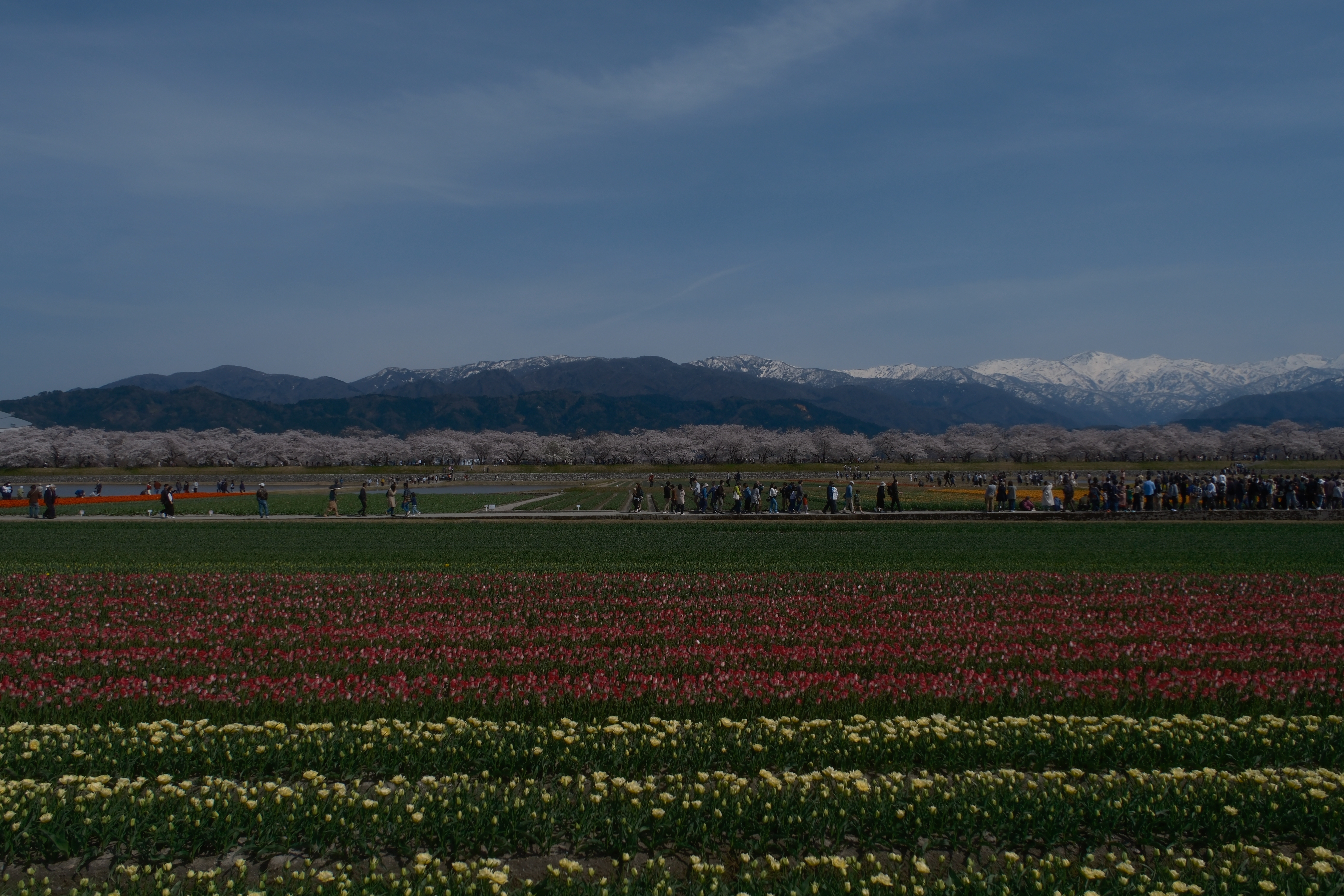 ทิวลิปและซากุระในระยะไกล