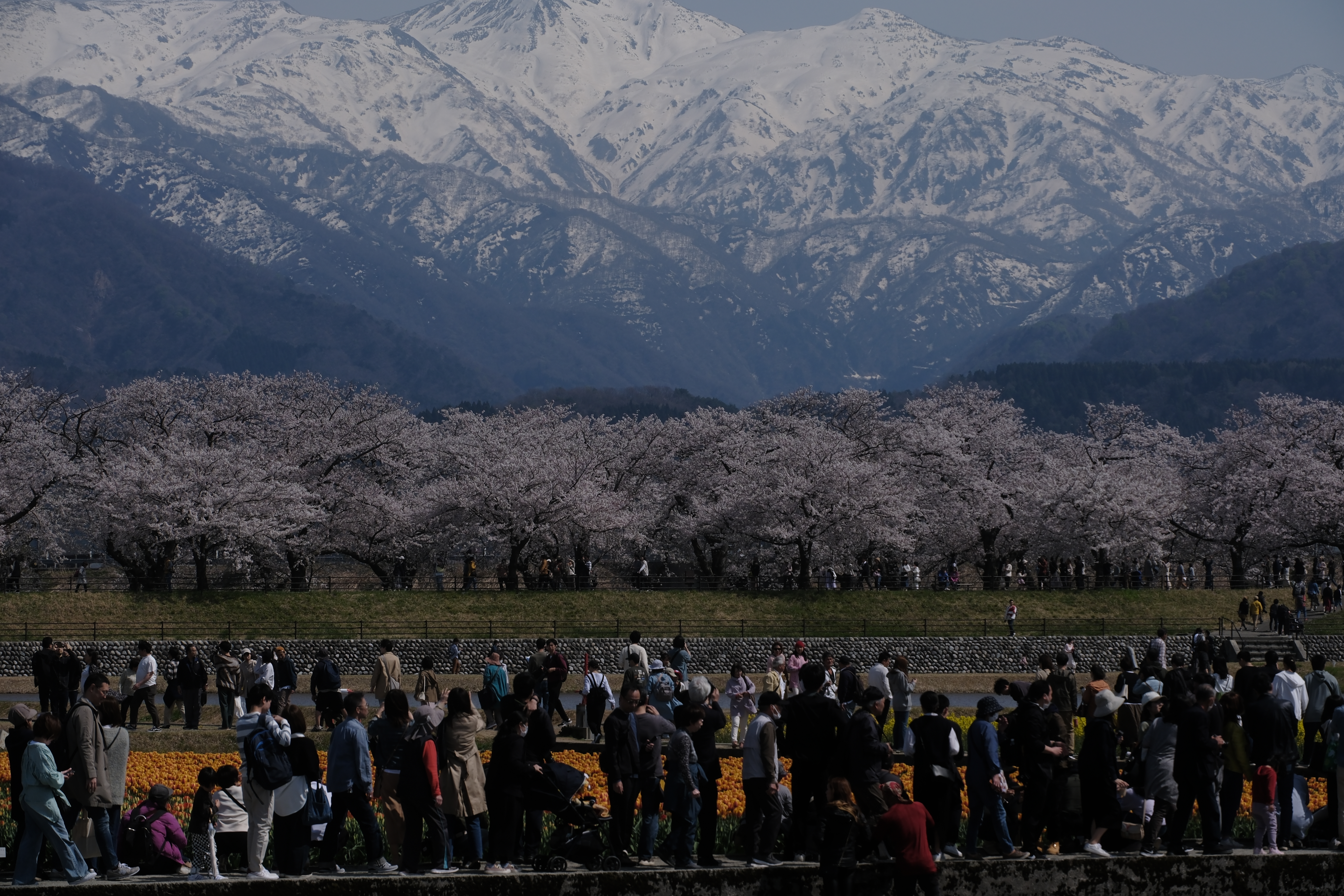 แปลงทิวลิปกว้าง