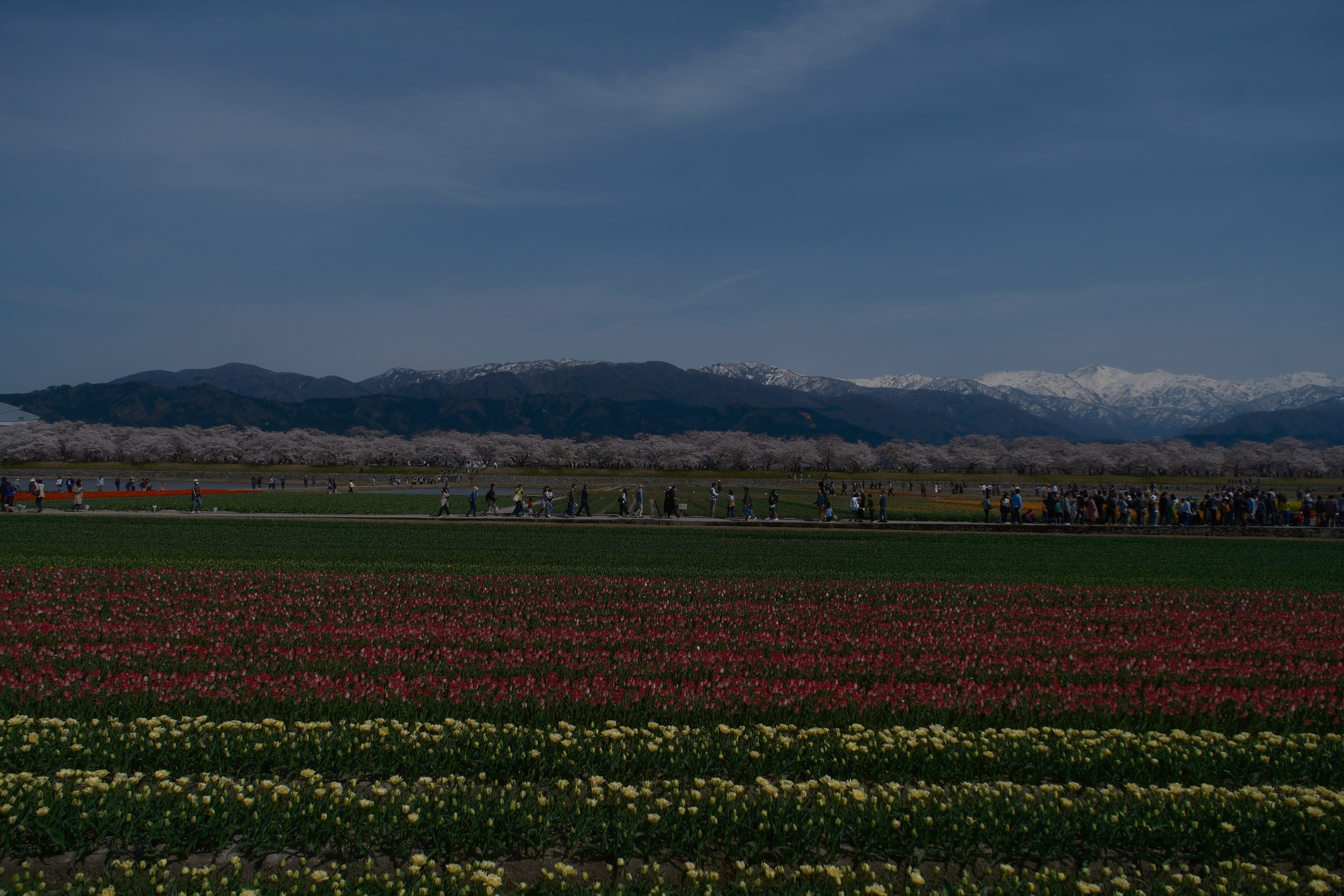 ทิวลิปกับซากุระ