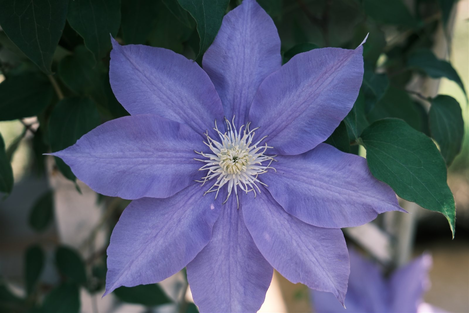 Purple star-shaped clematis flower close-up at Ashikaga Flower Park, showing the variety of flowers beyond wisteria