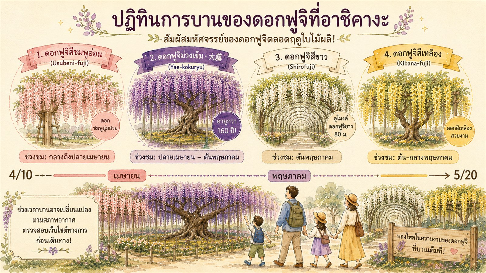 Wisteria varieties bloom calendar from mid-April to mid-May at Ashikaga Flower Park, showing usubeni, yae-kokuryu, shirofuji, and kibana