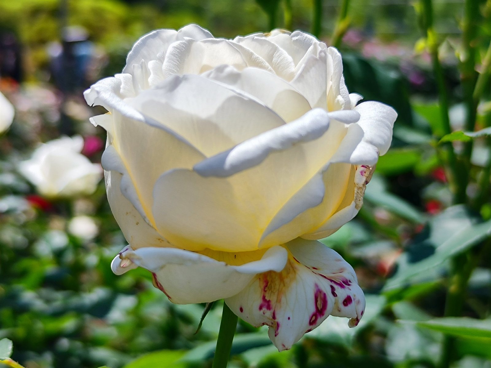 White rose close-up at Ashikaga Flower Park, symbolizing the end of the spring visit