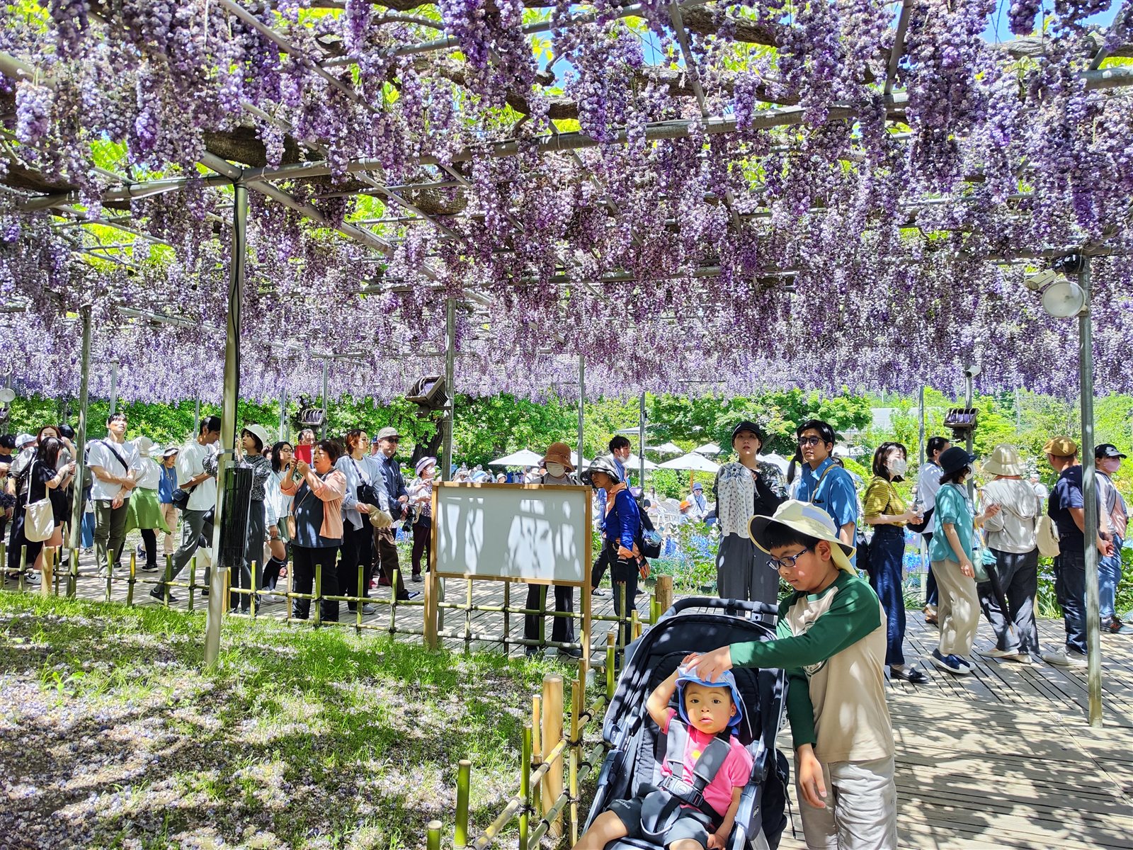 Purple wisteria tunnel at Ashikaga Flower Park with visitors walking underneath, Yae-Kokuryu variety