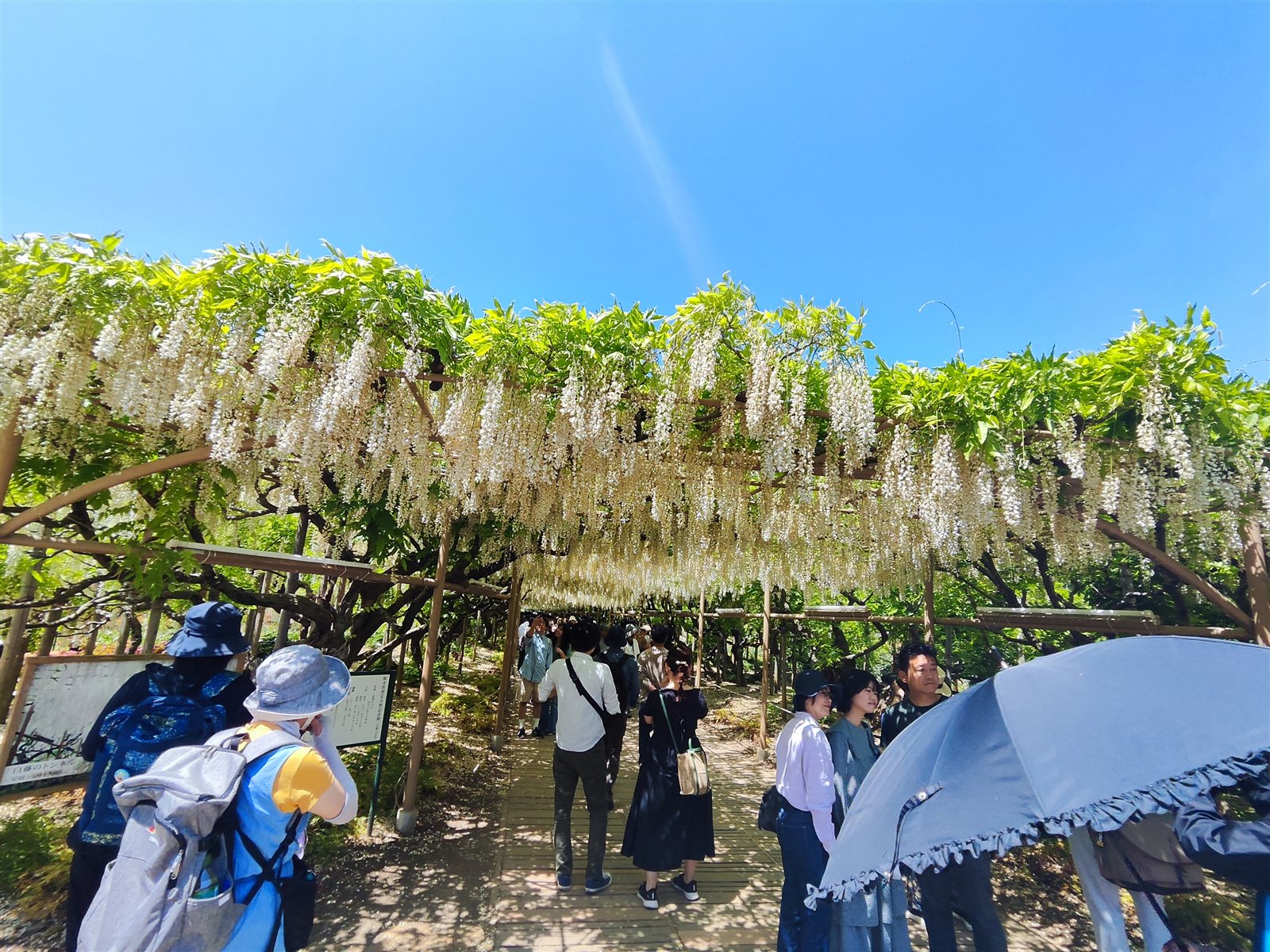 White wisteria tunnel 80m long at Ashikaga Flower Park with visitors gathered below