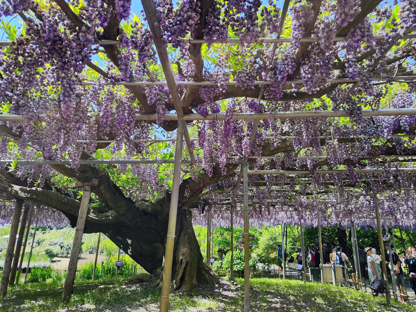 The famous purple wisteria tunnel at Ashikaga Flower Park, with hanging flowers creating a 360-degree dome effect