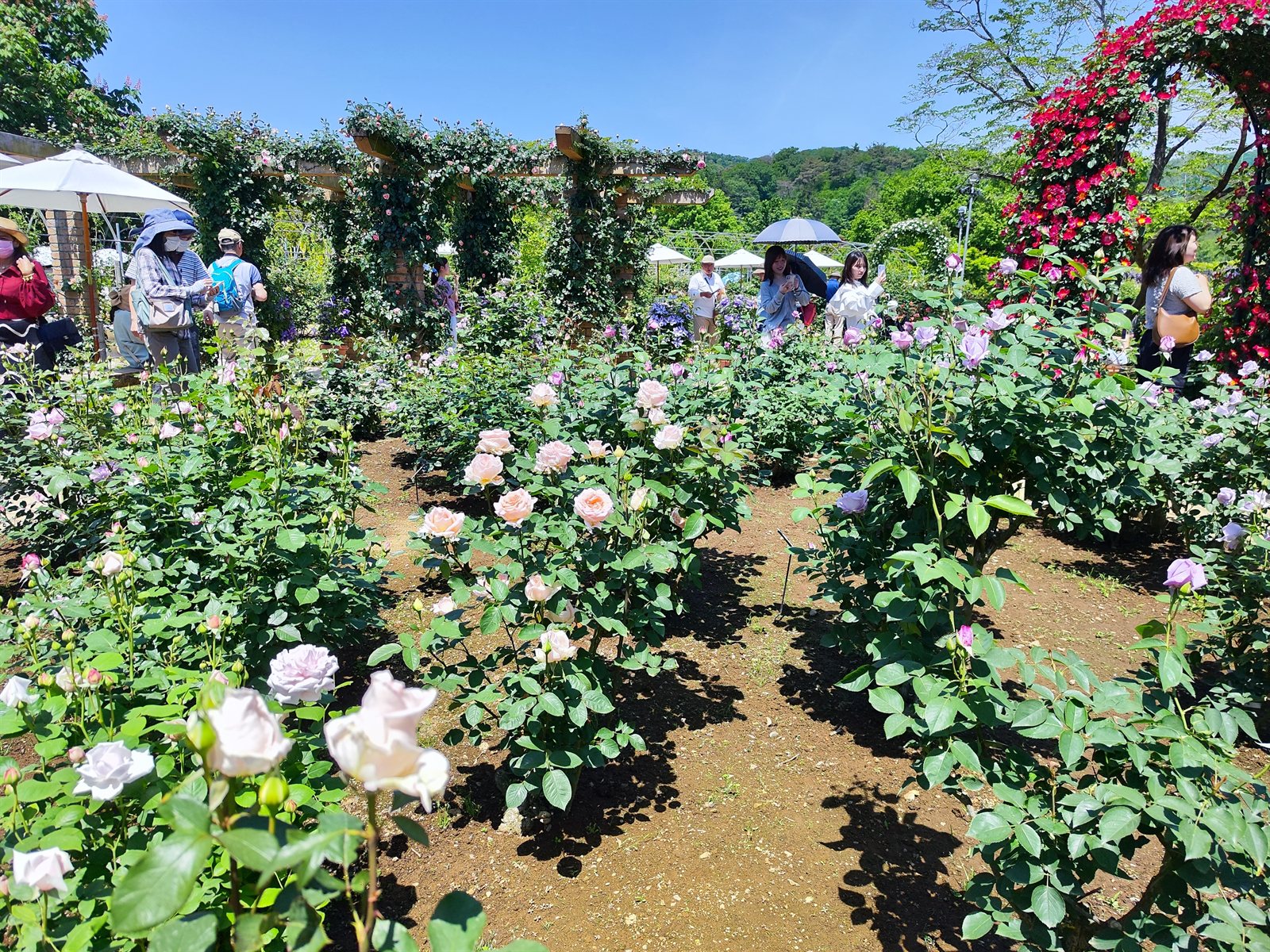 Multiple varieties of roses lining the garden path at Ashikaga Flower Park