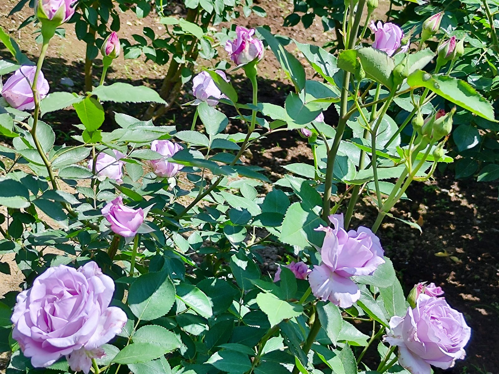 Soft pink rose in full bloom at Rainbow Garden zone of Ashikaga Flower Park