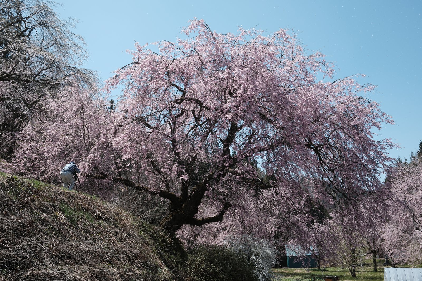 ซากุระบันโดโคโระ เบนิชิดาเระ-ซากุระตอนกิ่งจากต้น 立屋の桜 อายุ 350 ปี ดอกสีชมพูระเรื่อบาน