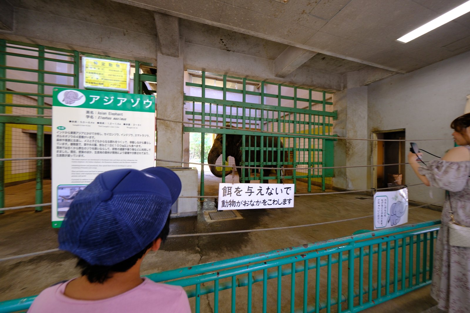 ช้างเอเชียที่สวนสัตว์ Chausuyama