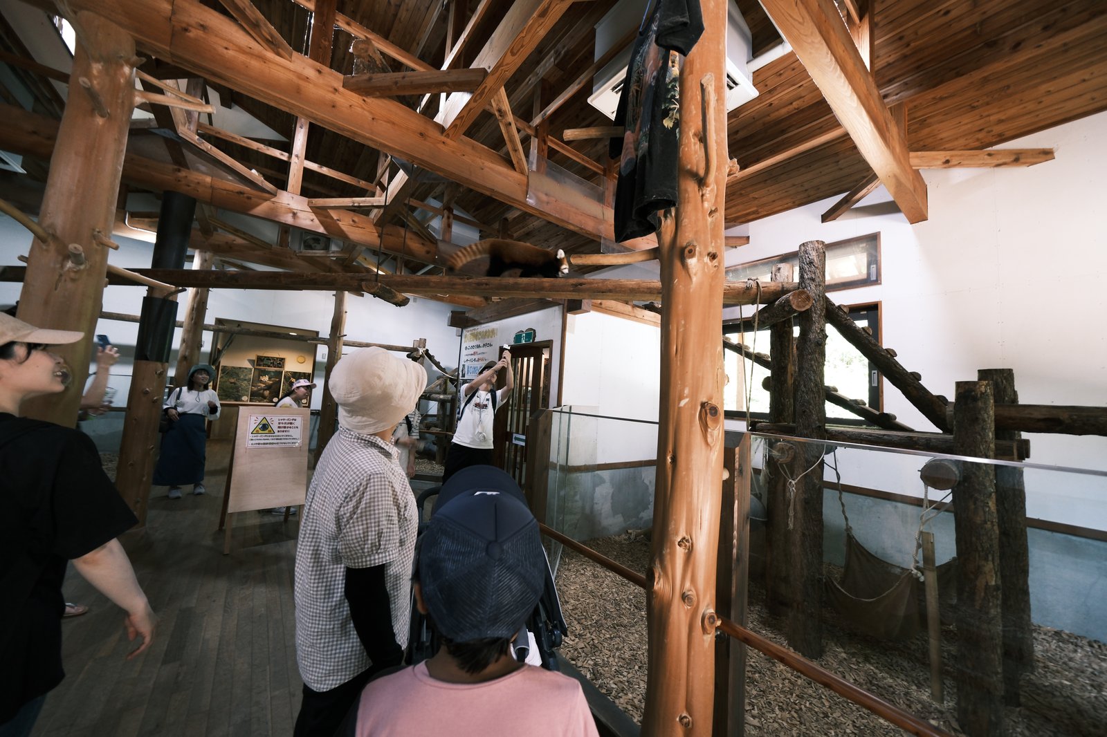 ภายในบ้านแพนด้าแดงที่ Chausuyama มีคานไม้ที่แพนด้าแดงเดิน