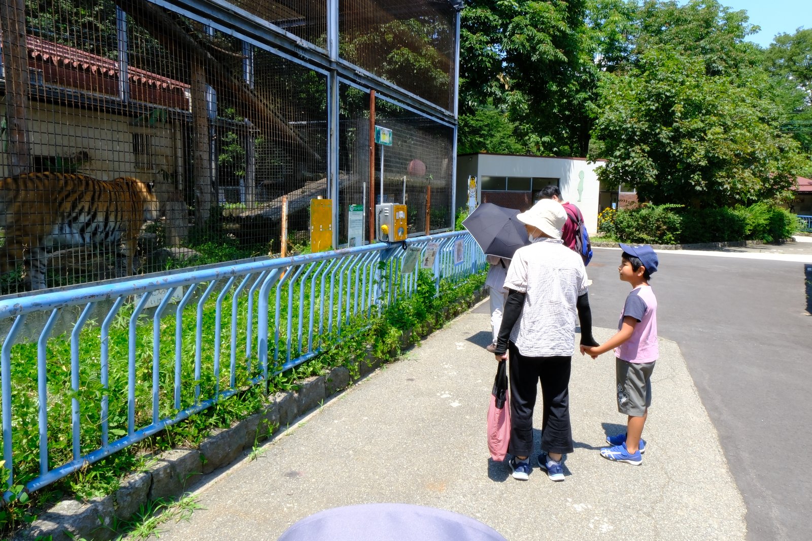 เสือนอนพักในกรงที่ Chausuyama