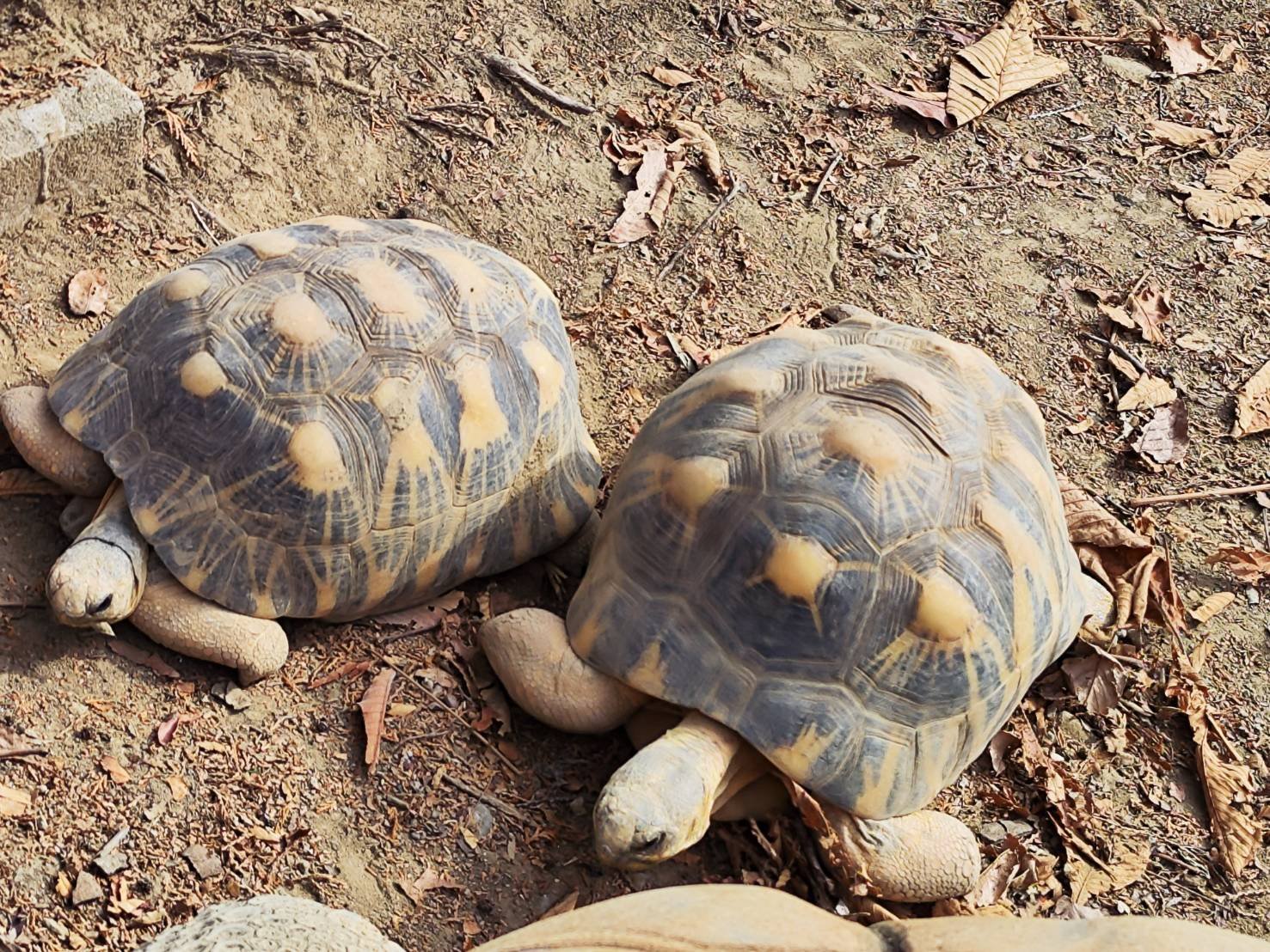 เต่าบกขนาดใหญ่ 2 ตัวอยู่บนพื้นดิน ที่ Chausuyama