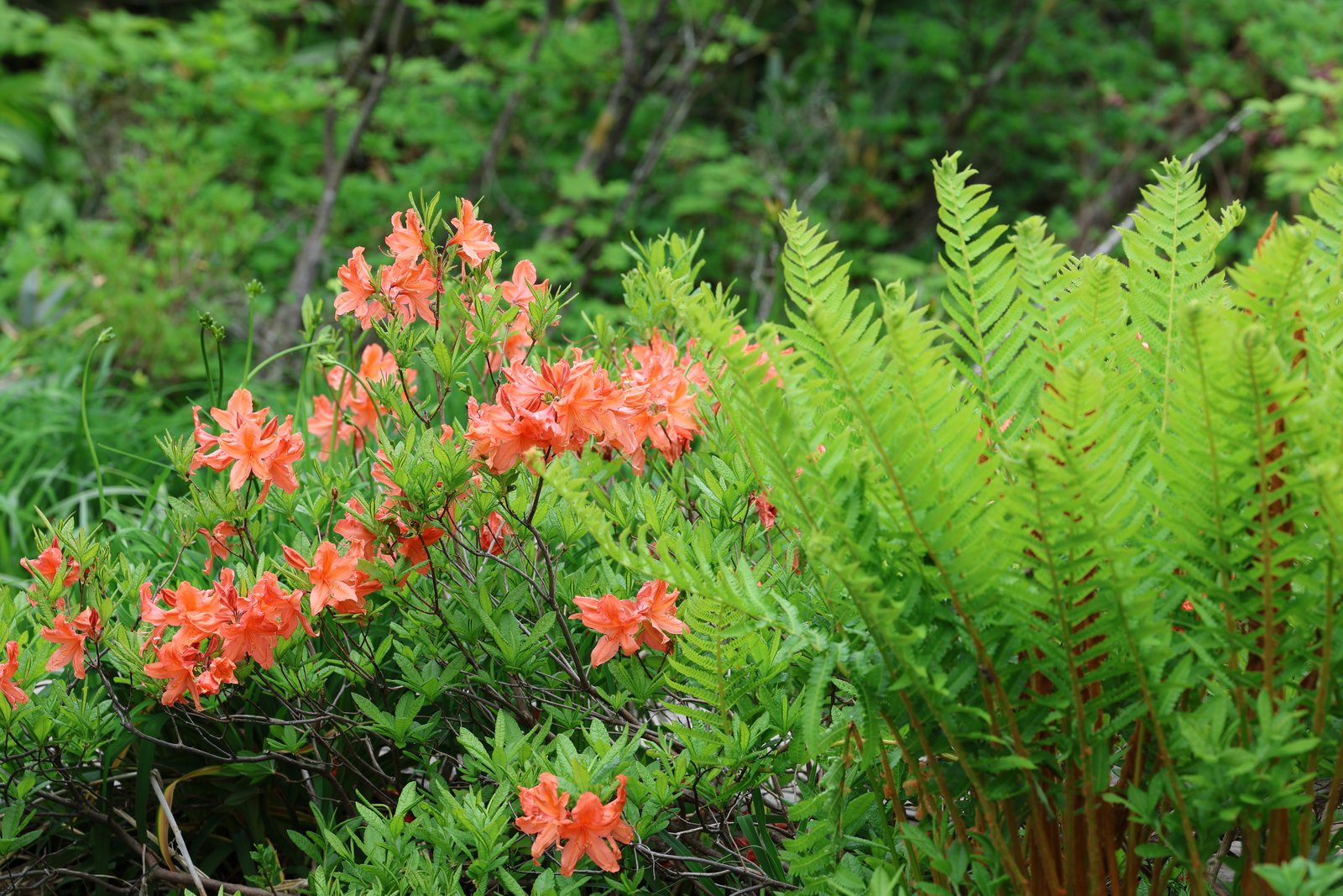 เลนเงะสึสึจิ — ดอกอาซาเลียสีส้มสดท่ามกลางเฟิร์นเขียว