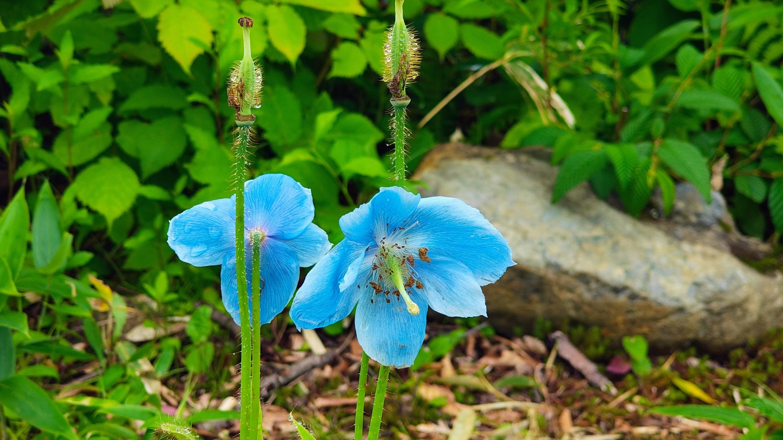 ดอกป๊อปปี้สีฟ้าหิมาลัย (Himalayan Blue Poppy) บานที่สวนพฤกษศาสตร์ฮาคุบะโกริว