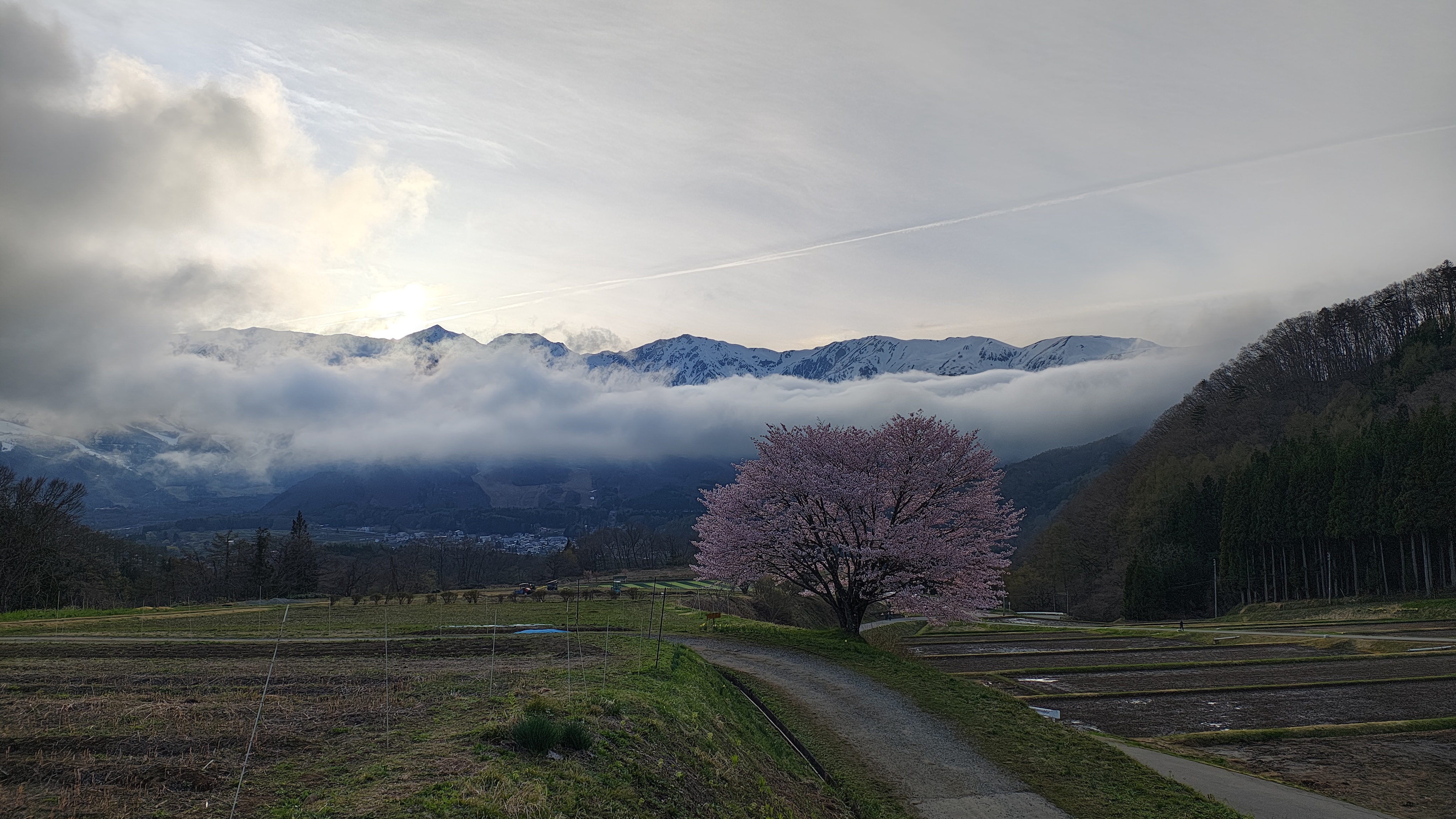 ต้นซากุระโดดเดี่ยวและเทือกเขาแอลป์ที่ฮาคุบะ นากาโน