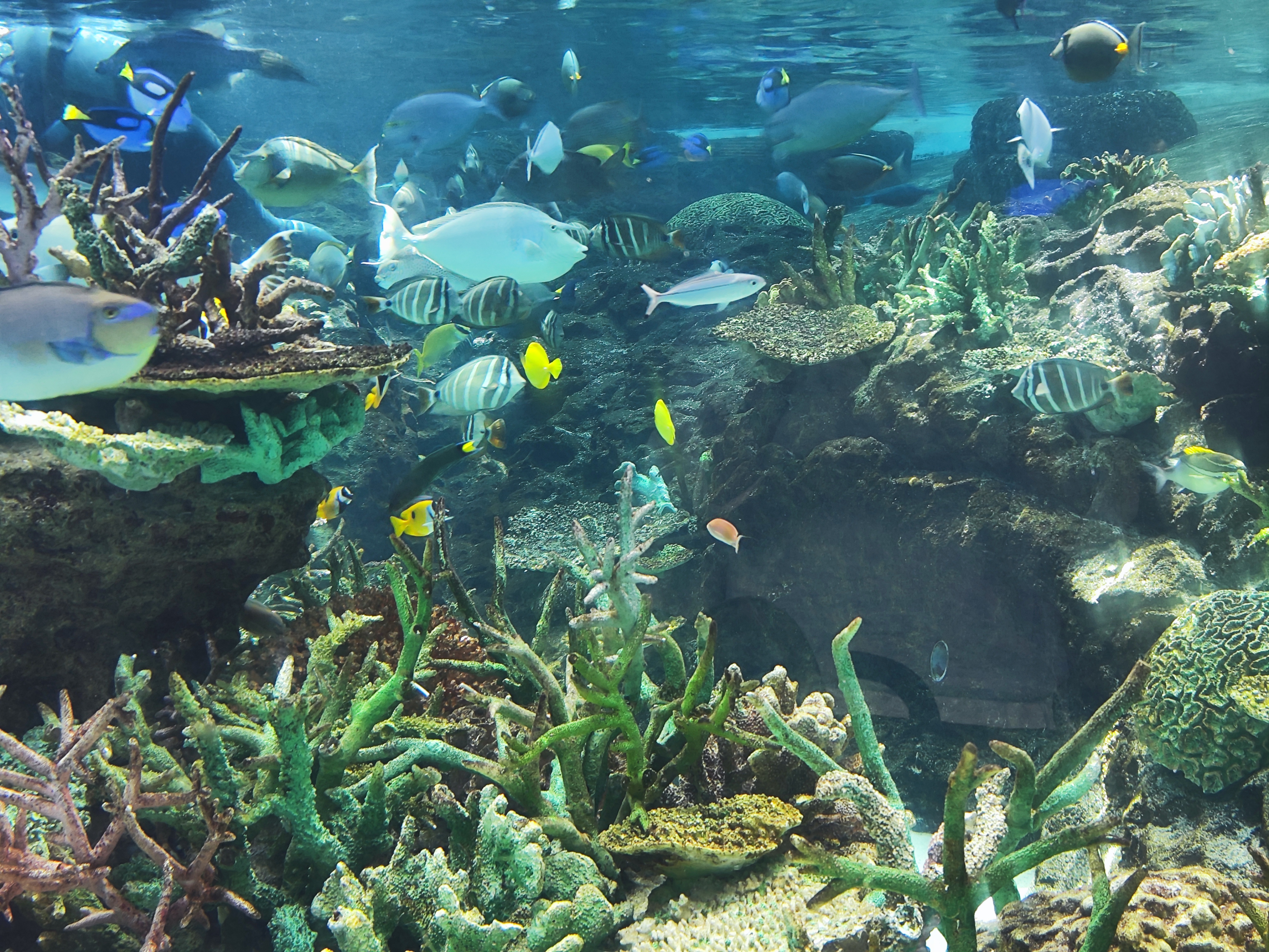 ปลาและแนวปะการังที่พิพิธภัณฑ์สัตว์น้ำนาโกย่า