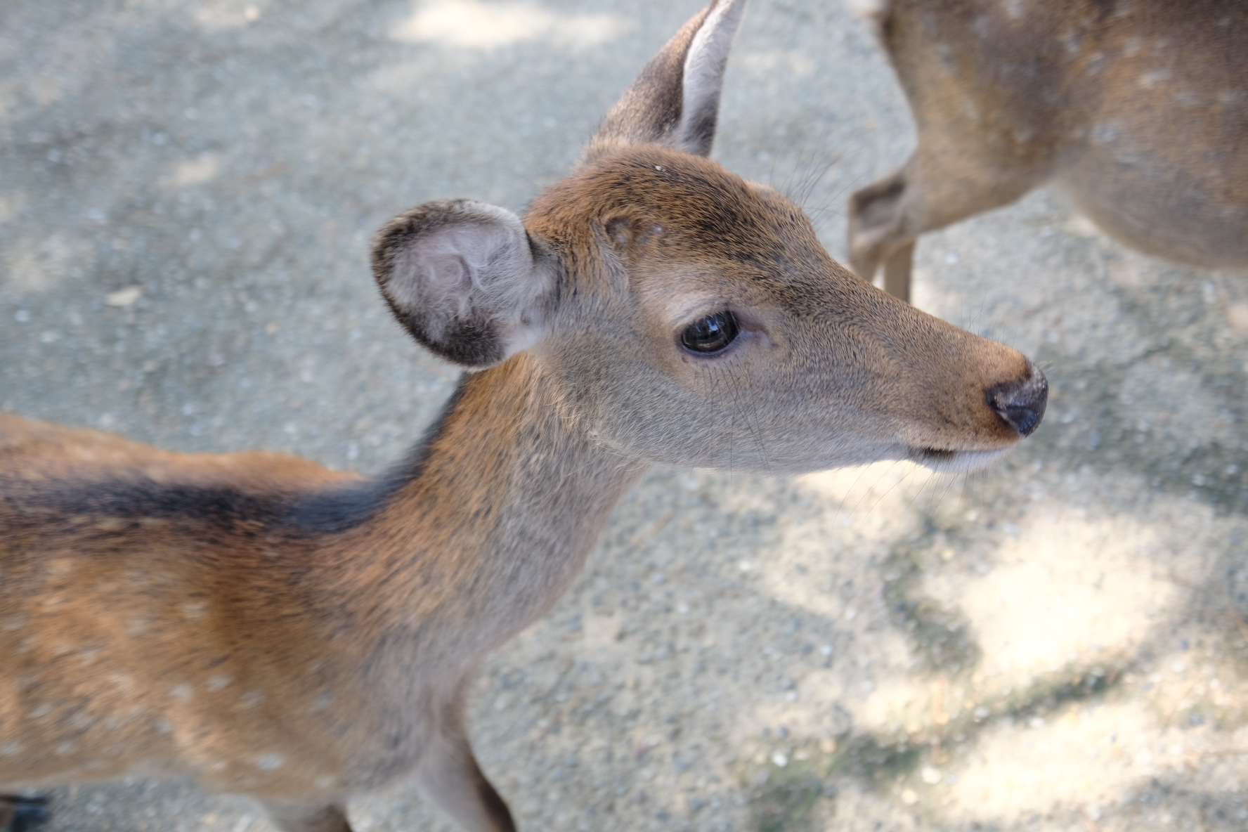 กวางนาระอัพ