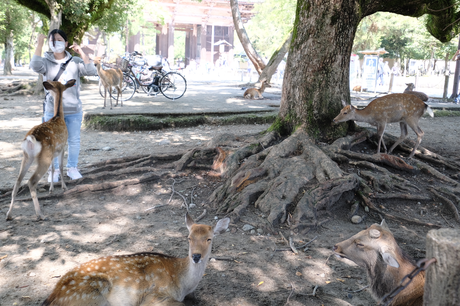 กวางนาระเดินมาใกล้ผู้หญิง