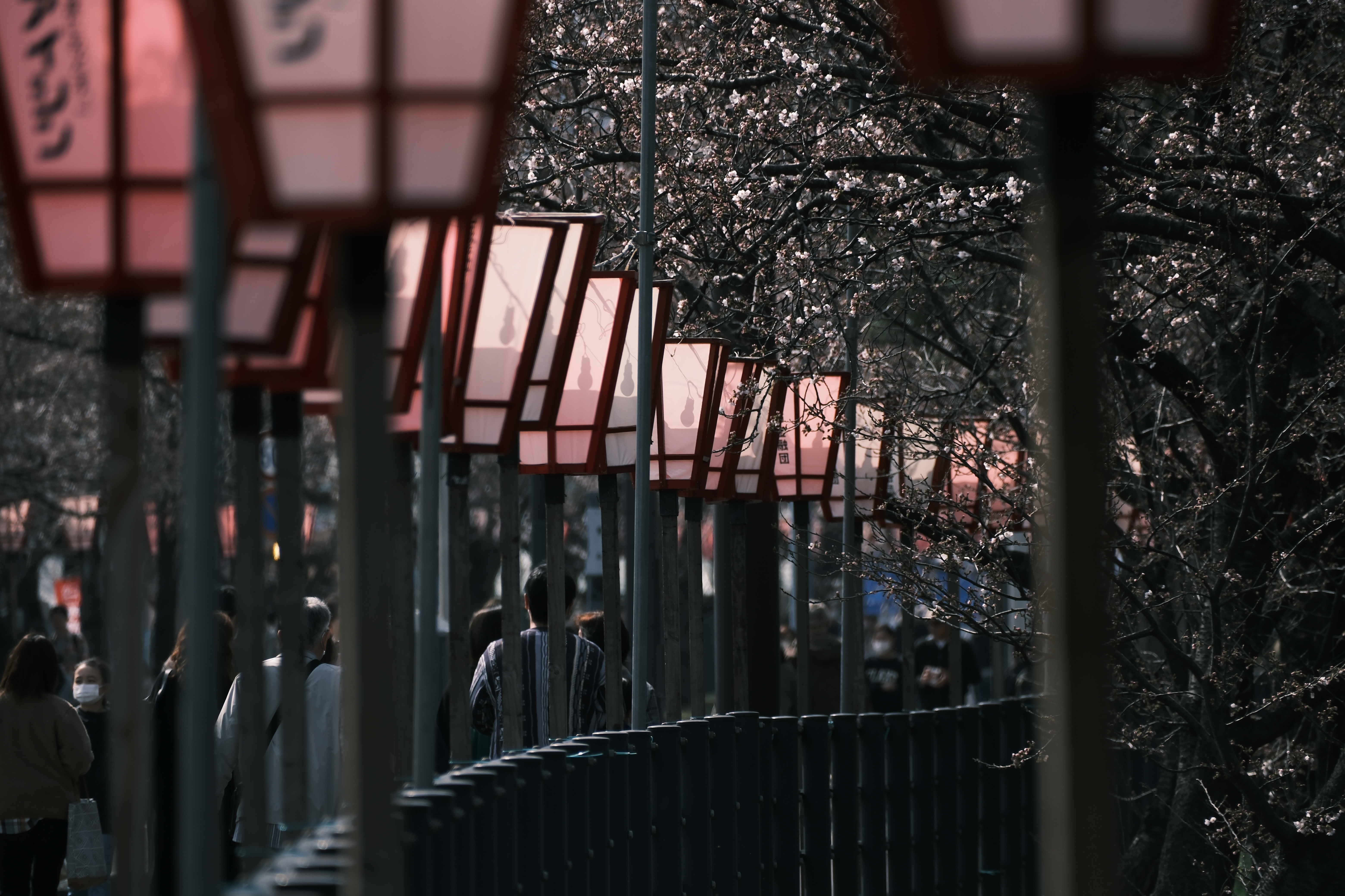 ทางเข้าสวนพบเห็นต้นซากุระในยามเย็น