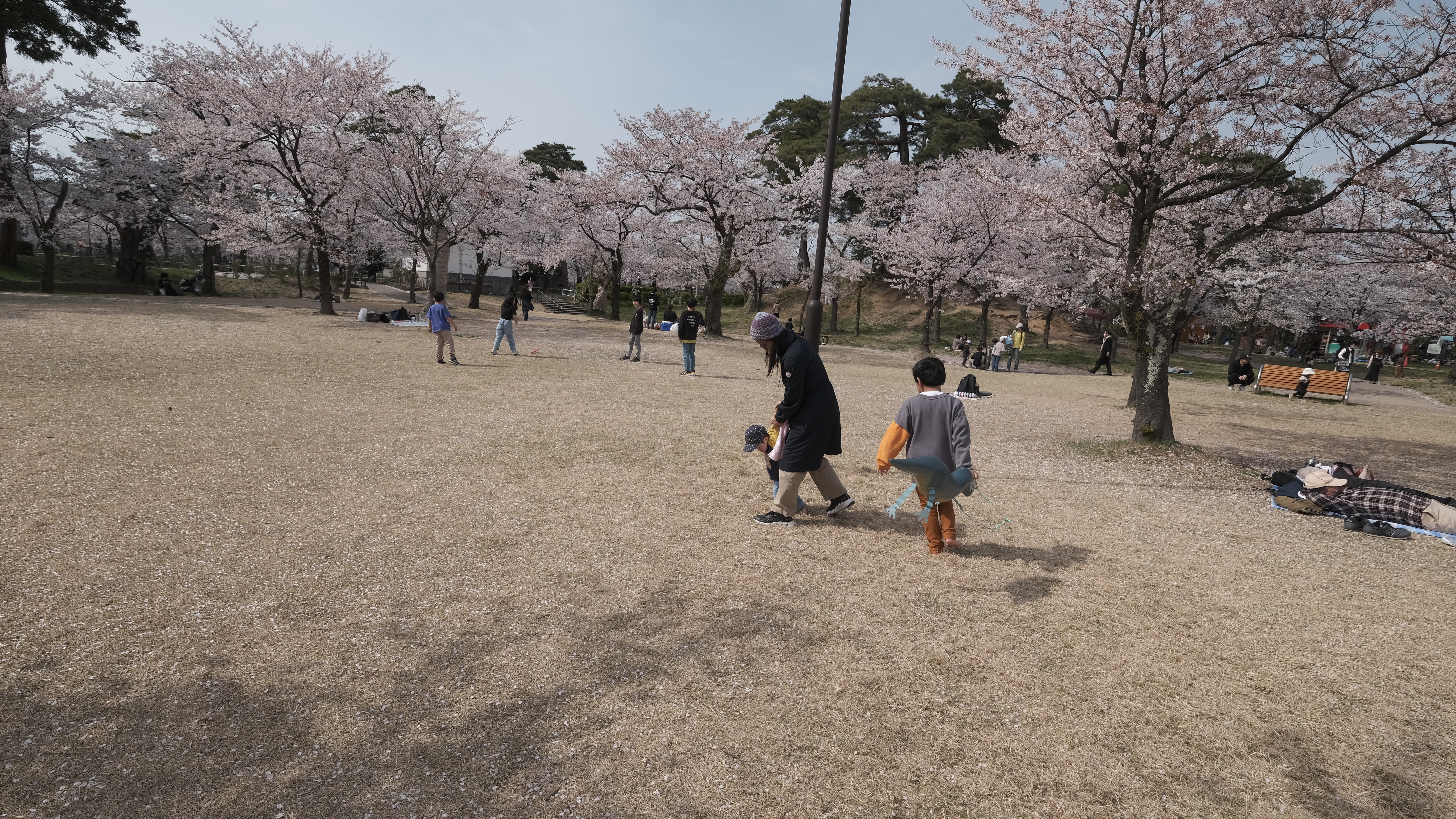 ซากุระเรียงรายสองฝั่งตลอดเส้นทางในสวนทากาดะ