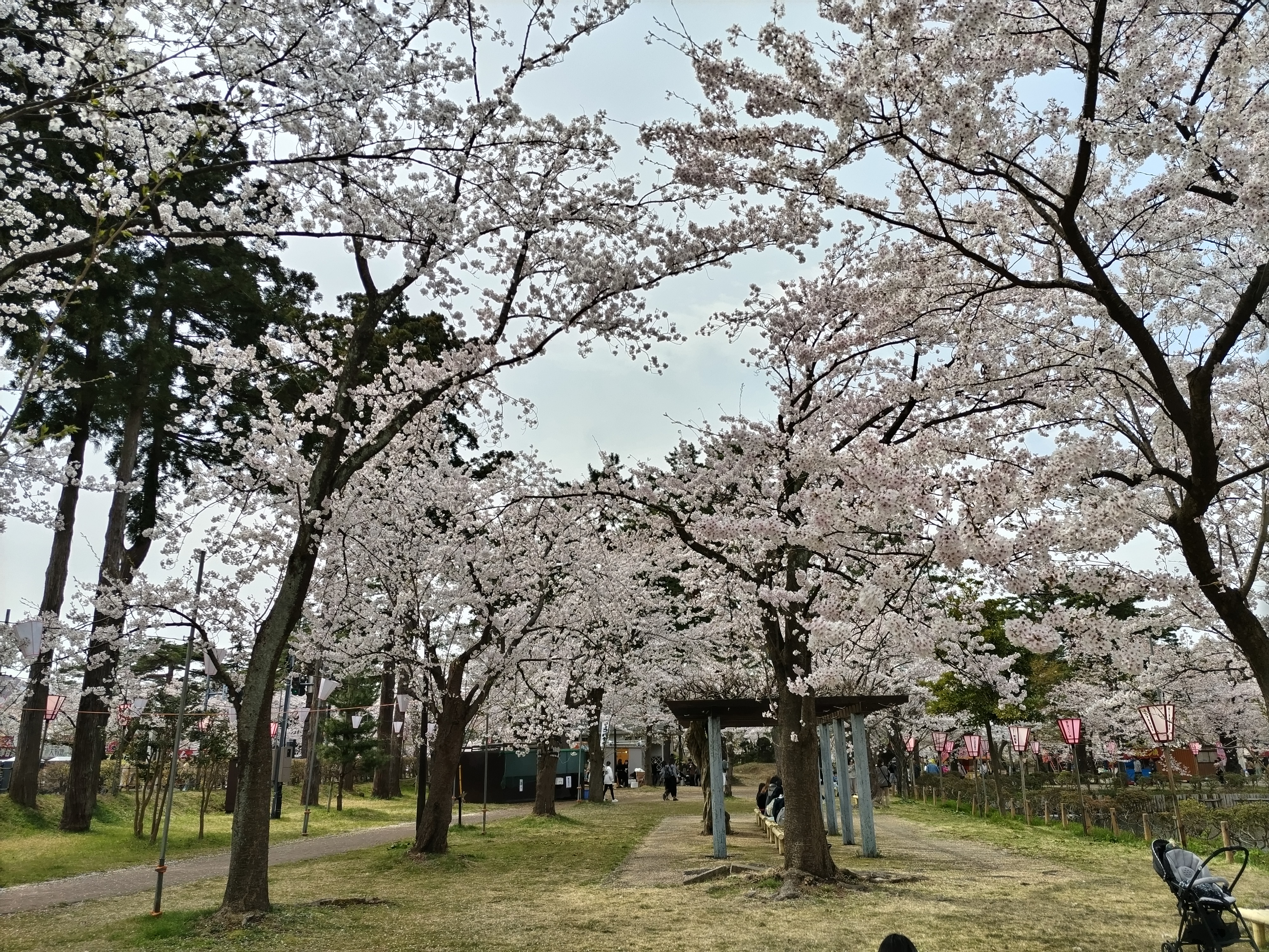 อุโมงค์ซากุระในสวนปราสาทโจเอ็ตสึ ทากาดะ